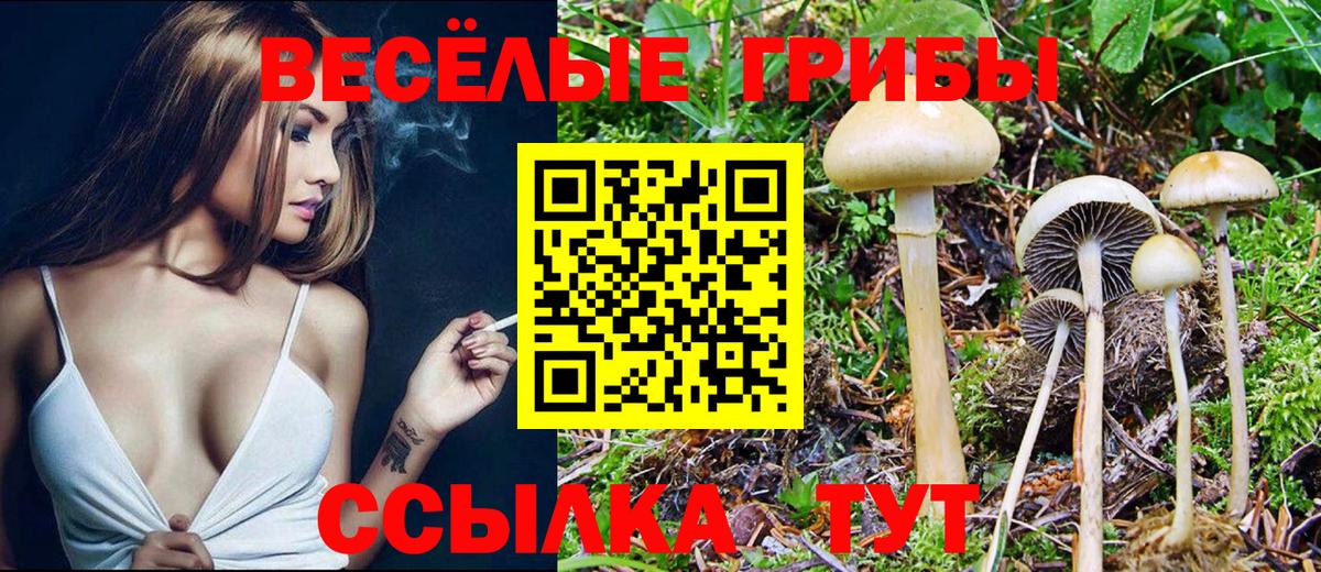 Псилоцибиновые грибы Cubensis  Галлюциногенные грибы мицелий  Псков  Вход с VPN 